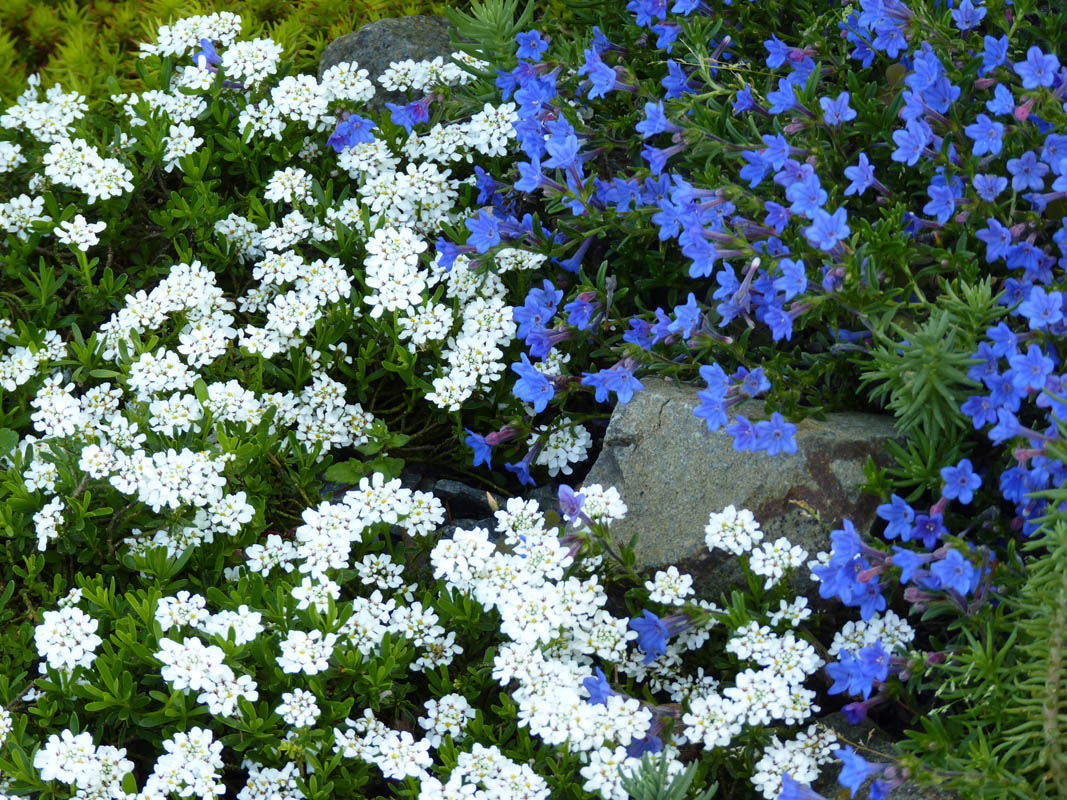 Lithodora diffusa 'haevenly blue' photo
